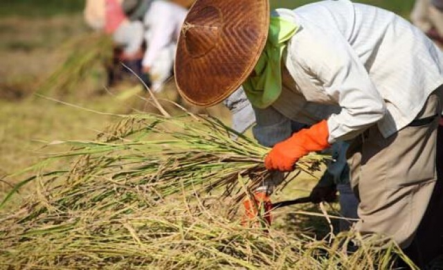 หยุดเถิด...ประชานิยมจำนำข้าว