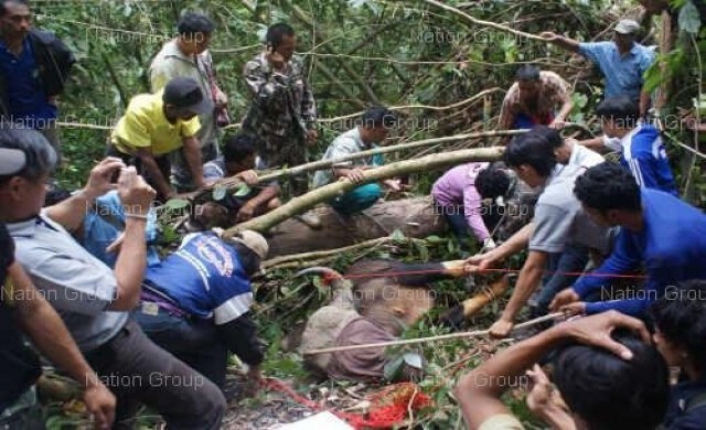 เจออีก1ซากกระทิงตัวที่ 17อุทยานกุยบุรี