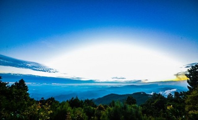 ดอกไม้กลางสายหมอก ณ ดอยตุง