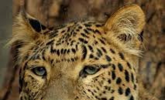 อินเดียผวาเสือดาวโผล่ รพ.-โรงหนัง