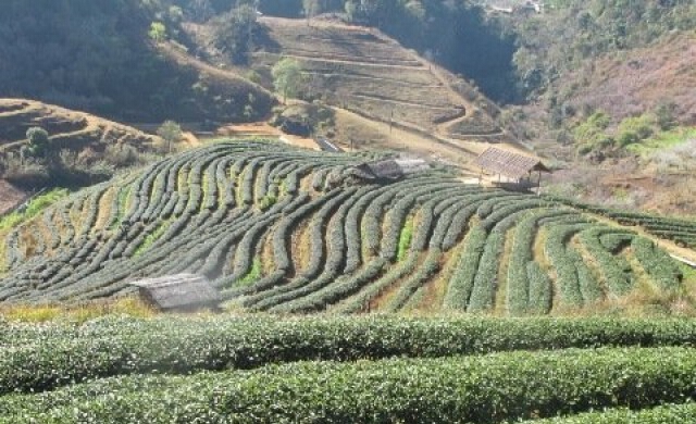 สวน...ที่รัก