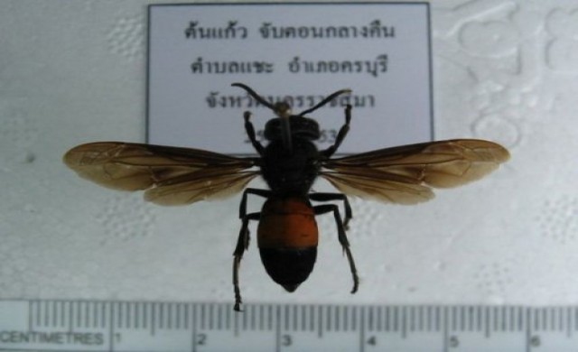 มหิดล พัฒนาวัคซีนจาก"ต่อหัวเสือ"