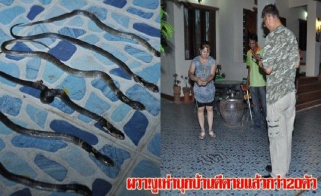 ผวา งูเห่าบุกบ้านตีตายแล้วนับสิบตัว