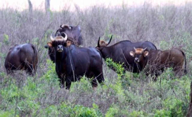 กระทิงป่าฮาลา-บาลา