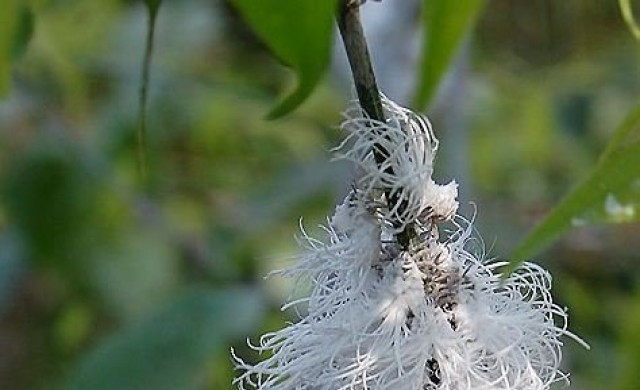 นทท.แห่ดู'เพลี้ยไก่แจ้'คล้ายดอกไม้เดินได้