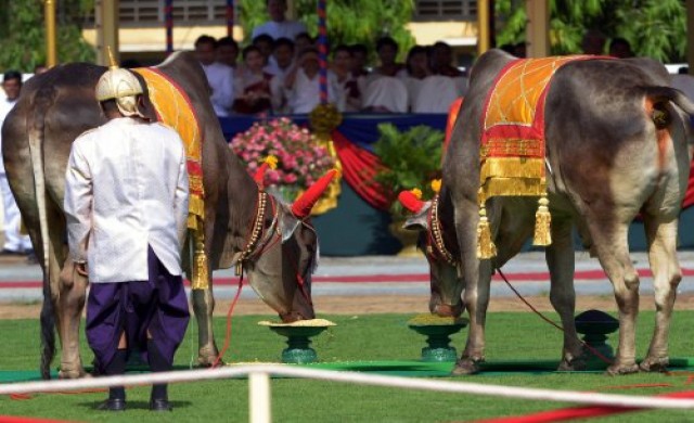 กัมพูชาจัดงานแรกนาขวัญประจำปี2557