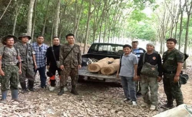 รวบขบวนการลอบขนไม่พะยูง