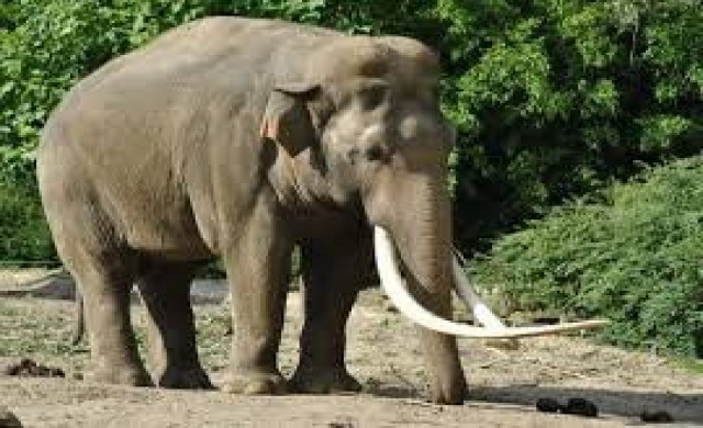 เผยช้างป่าพม่าถูกตัดงาขาย34เชือก