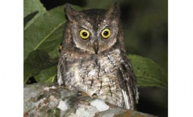 ชวนเที่ยวคาเฟ่นกฮูกในญี่ปุ่น