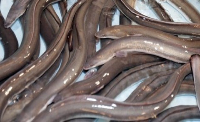 ปลาไหลญี่ปุ่นขึ้นบัญชีเสี่ยงสูญพันธุ์