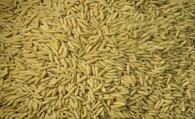 เปิดวิธีตรวจสต็อกข้าว...ไม่ยากเกินจะหาความจริง