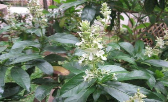 อัคคีทวาร สำหรับริดสีดวงทวารหนัก