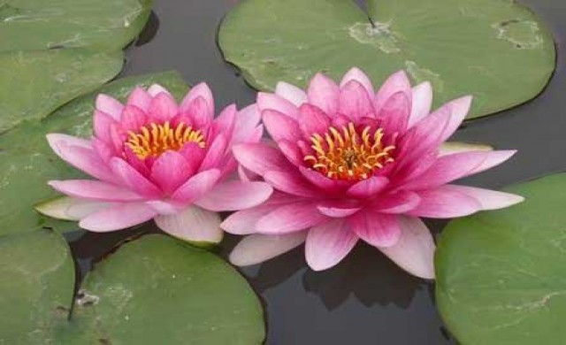 เข้าพรรษาจ.อุดรฯดอกบัวราคาขึ้นเท่าตัว