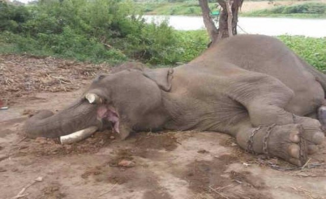 หดหู่!ลอบวางยาช้างพลายวัย50ปีตัดงากลางดึก