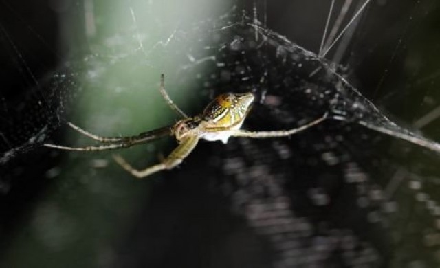 เรื่องของแมงมุม