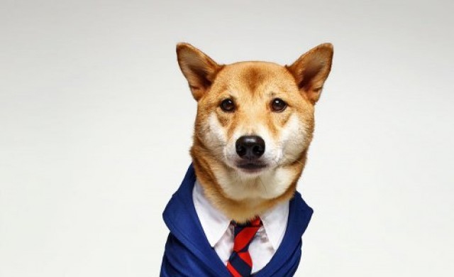 จับสุนัขมาเป็นนายแบบเสื้อผ้าผู้ชาย