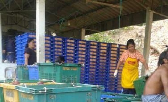 ศอ.บต.รับซื้อ'มังคุดเพื่อสันติสุขรอมฎอน'