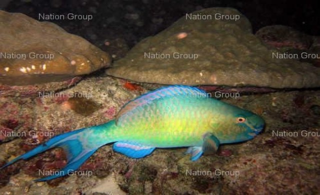 นักอนุรักษ์กดดัน3ห้างดังยุติขายปลานกแก้ว