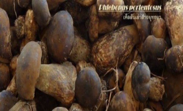 ไบโอเทคคิดค้นหัวเชื้อเห็ดตับเต่า