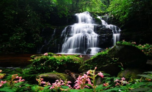 ไม่ยักแดงที่หมันแดง