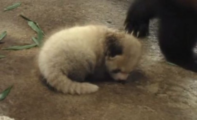 สวนสัตว์ญี่ปุ่นเปิดตัวลูกแพนด้าแดง