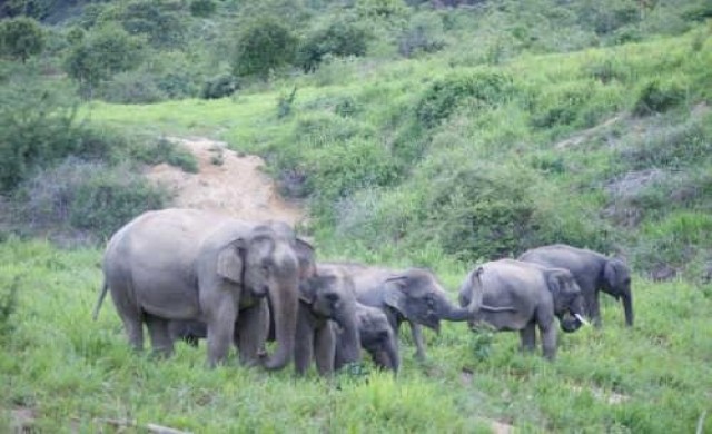 'ไทย-พม่า'ถกร่วมมืออนุรักษ์ฯข้ามพรมแดน