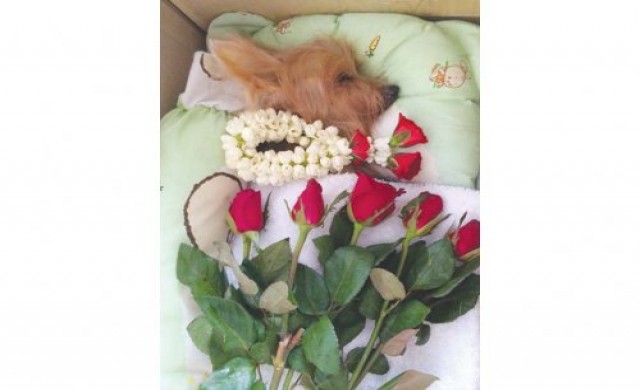 กู้ดบาย มายตูบ