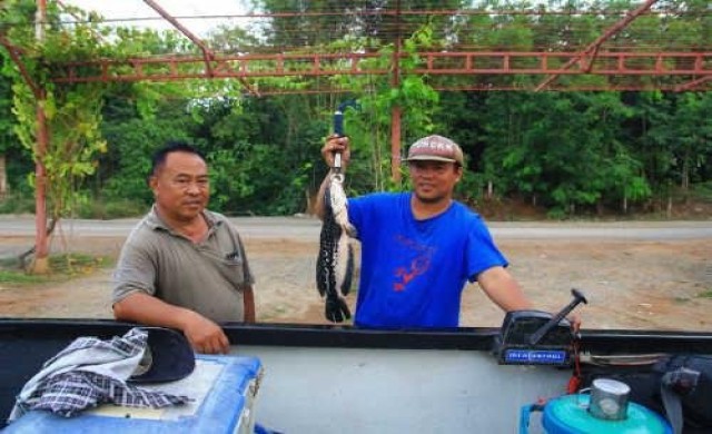 ล่าปลาชะโดหลังฝนตกหนักน้ำขึ้นสูง