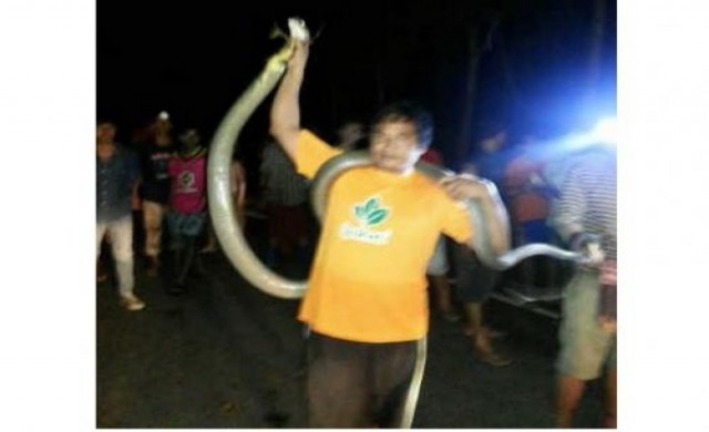 ฮือฮา! มือเปล่าจับงูจงอาง7เมตร