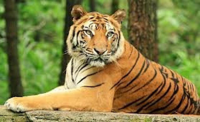 เสือโคร่งมลายูใกล้สูญพันธุ์