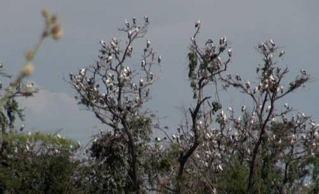 พบนกปากห่างอพยพนับหมื่นหากินริมน้ำยม