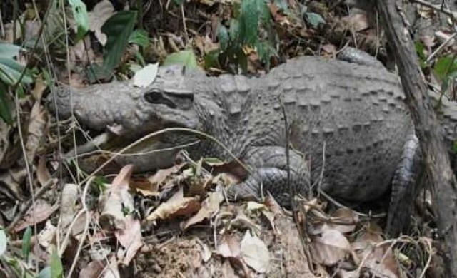 พบจระเข้สายพันธุ์ไทยบนเทือกเขาชมพู