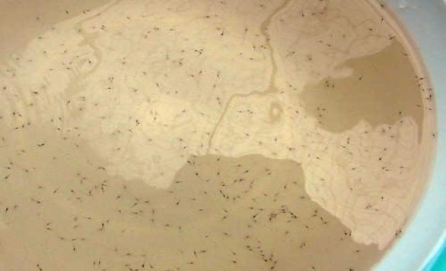 เล็งออกกฎฟาร์มเพาะลูกกุ้งสกัดโรค'ตายด่วน'