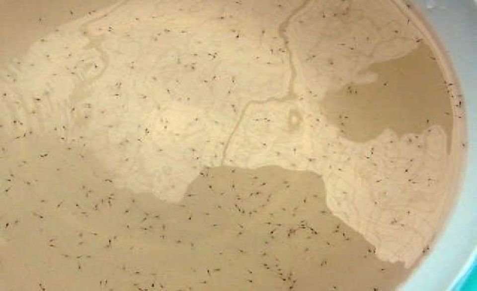 เล็งออกกฎฟาร์มเพาะลูกกุ้งสกัดโรค'ตายด่วน'