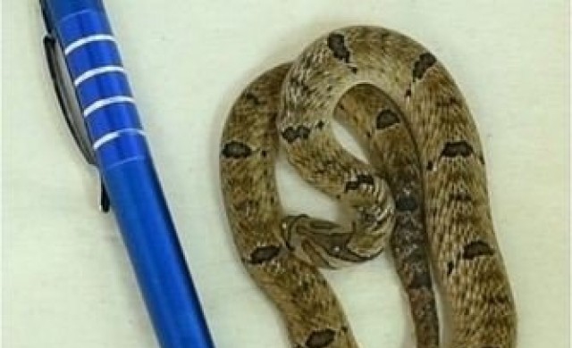 ว่อนเน็ต!'งูเท่าเหรียญบาท'