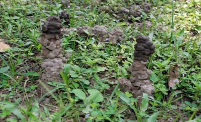 แปลก!ไส้เดือนทำประติมากรรมขุยรอบต้นไม้