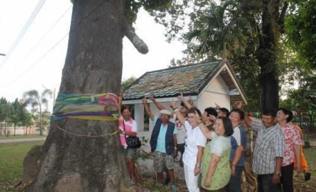 ตะลึง!พบต้นพะยอมตัวผู้-ตัวเมียขึ้นคู่กัน