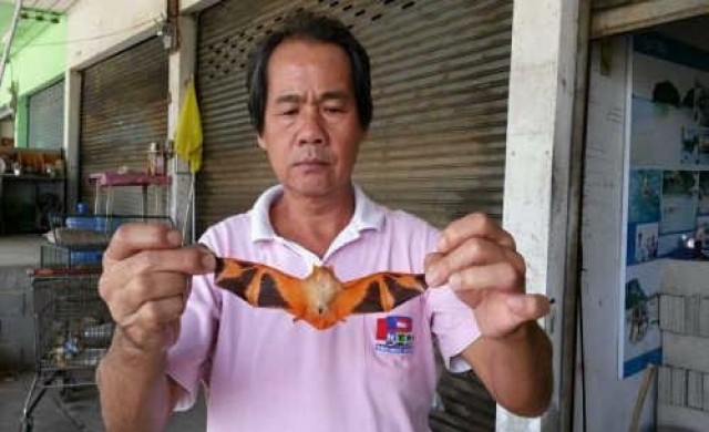 พบค้างคาวประหลาดตัวสีส้ม