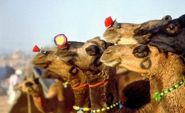 อลังการงาน 'อูฐ' แห่งพุชคาร์