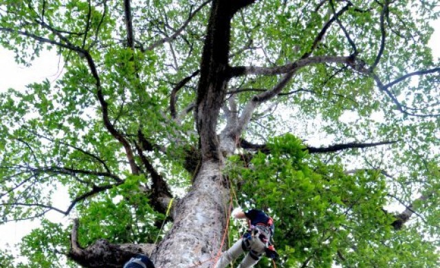 'Arborist' ภารกิจเพื่อต้นไม้