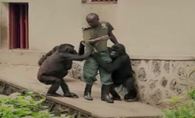 ดิคาปริโอทำภาพยนตร์สารคดีกอริลาภูเขา