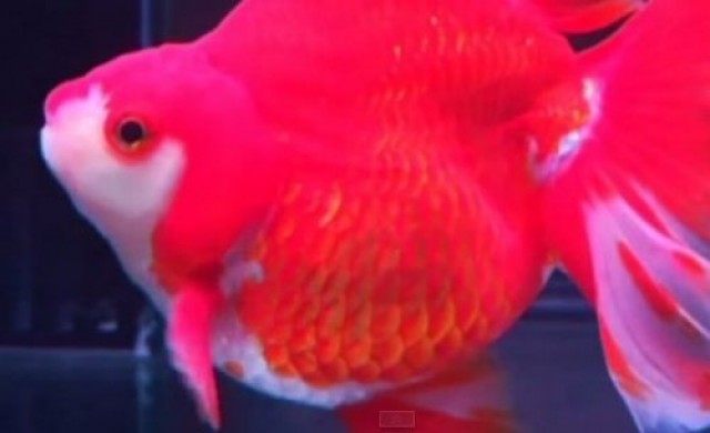 จีนจัดประกวด'นางงามปลาทอง'