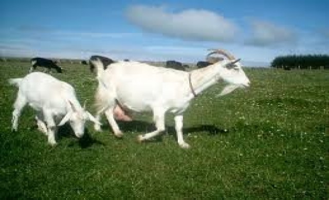 'แพะ'ทางเลือกใหม่'สร้างรายได้ชุมชนหลักสอง'