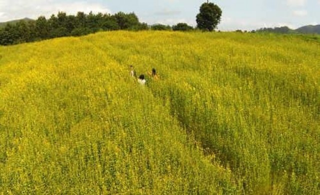 ทิวเขาปอเทืองเหลืองบานสะพรั่งรับลมหนาว