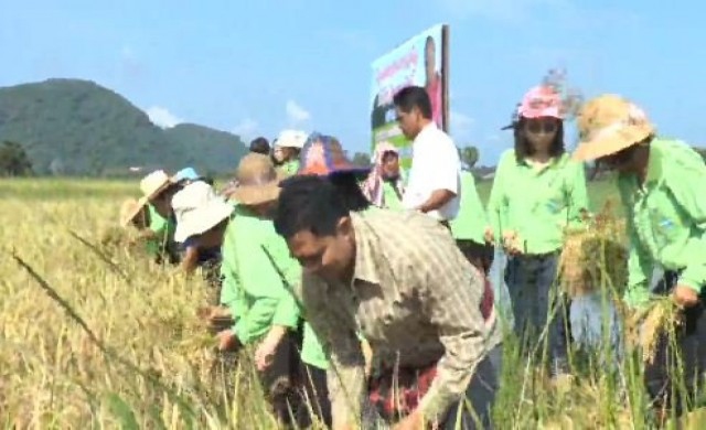 อบจ.พัทลุงร่วมกับชาวบ้านลงแขกเกี่ยวข้าวหนีน้ำท่วม