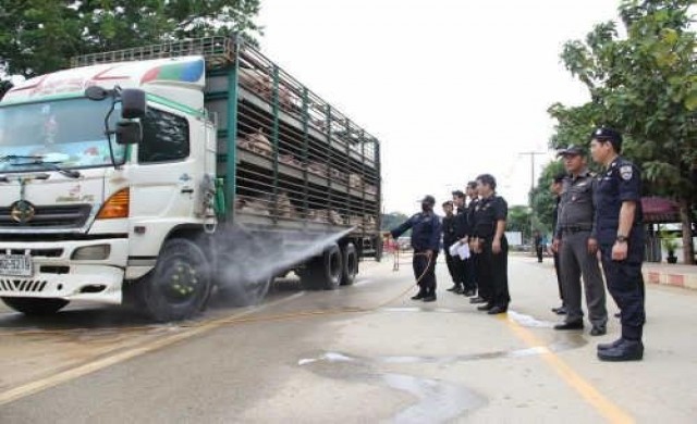 คุมเข้มรถขนส่งสุกรออกเขมร