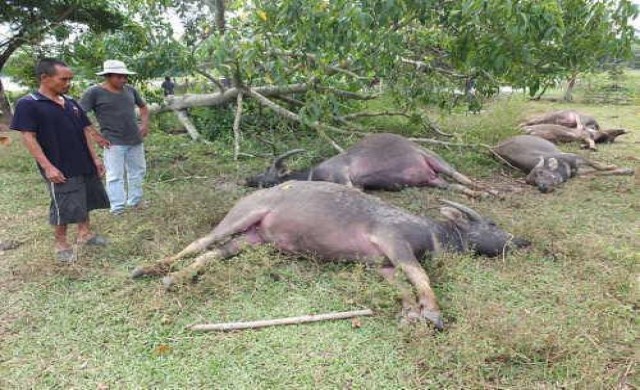 ควายตายเพียบโรคคอบวมระบาด