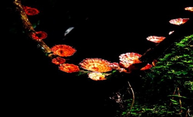 ปฐมบทเดินป่า..ไปผาตะเคียน