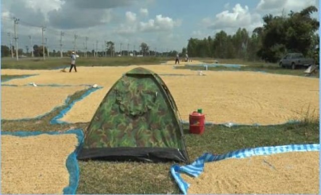 ผวาโจร!ชาวนากางเต็นท์นอนเฝ้าข้าวเปลือก