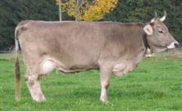 สวิสค้านไอเดียห้ามใช้กระดิ่งวัว